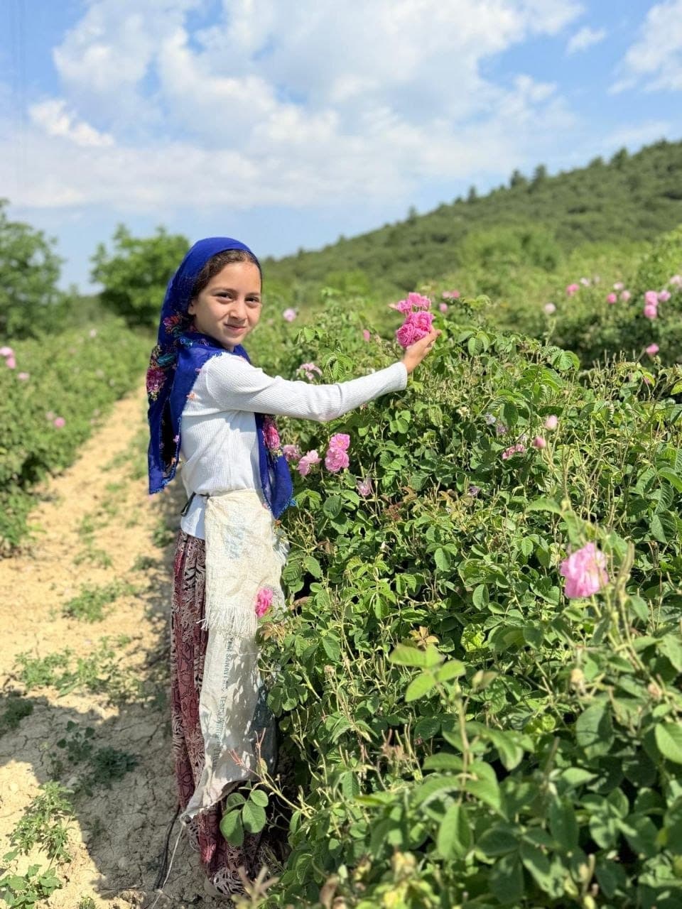Gül bahçesinde dalından gül koparılırken çekilmiş yakın plan fotoğraf