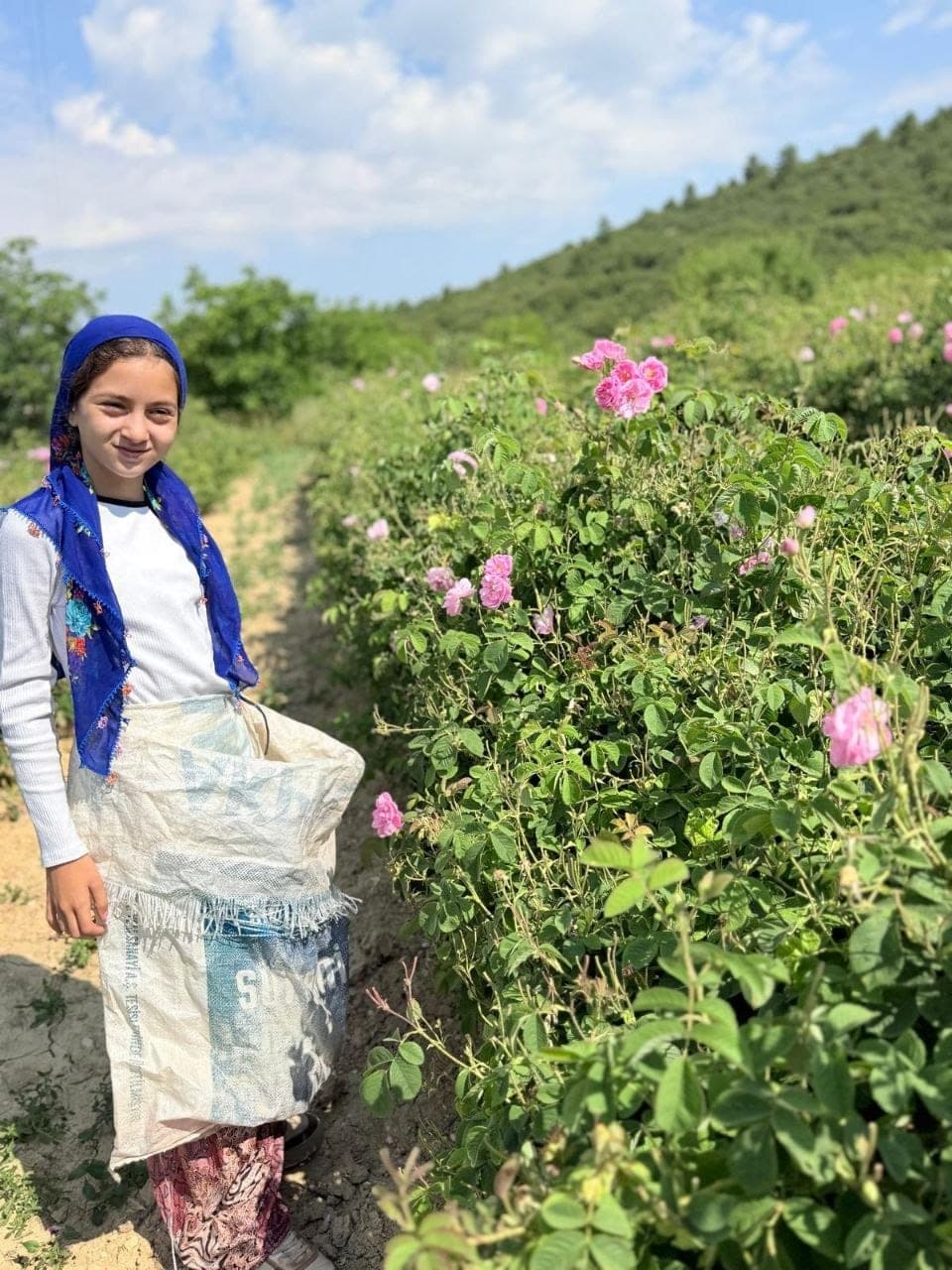 Hasat çuvalıyla gül sıralarının arasında durulurken
